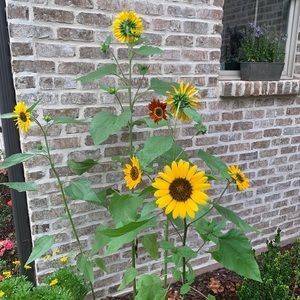 Meet your Posher, Amelia